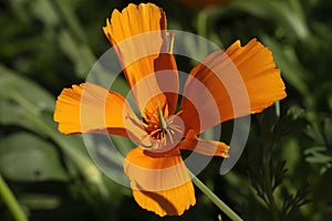 Close up of an orange California or golden poppy (eschscholzia californica) flower