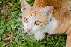 Close up of orange cat