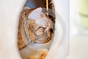 Close up of orange cat sleeping in box