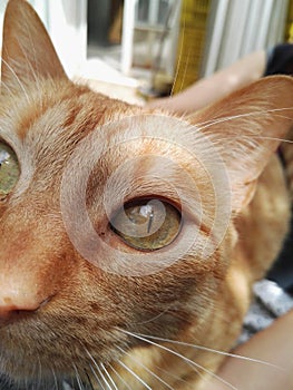 Close up of orange cat with stripes and green eyes
