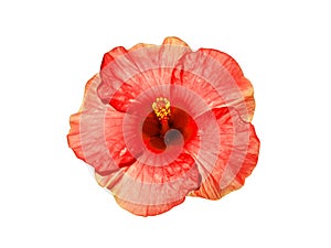 Close up orange Chinese Rose, Rosa mallow flower on white background with clipping path