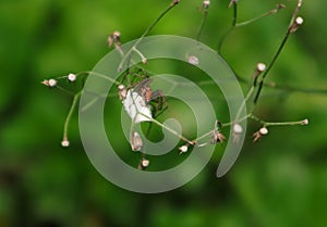 Close up an orange color spider that lays its eggs on the body of a dead insect preyed upon and wrapped in a spider web