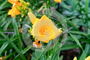 Close up orange colored, blooming daylily flower in a garden surrounded by plants