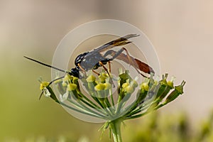 Close up of a orange colored parasite wasp