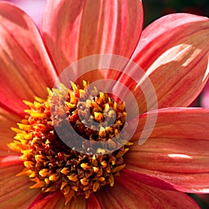 Close up Orange Dahlia flower