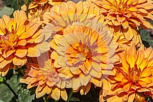 Close up of orange dahlia flowers