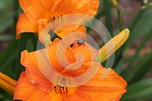 Close up of a orange Daylily flower, Mauna Loa, with a Popillia japonica beetle on its petal