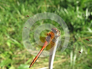Close-up orange dragonfly