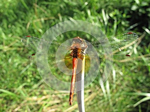 Close-up orange dragonfly