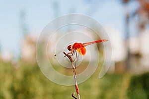 Close up Orange dragonfly perched on a twig