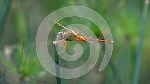 Close up orange dragonfly stick and stand on branch, macro shot