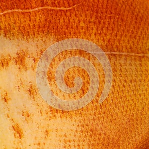 Close-up on a orange fish's skin