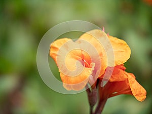 Close up of an orange flower with dew in the Seychelles