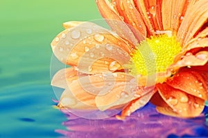 Close-up of an orange flower reflected in water