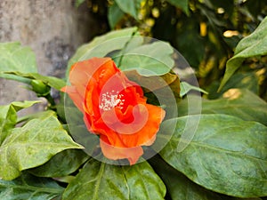 Close up orange flower of Rose cactus or Pereskia bleo flower or Seven Star Needle, or Wax Rose and green leaves backgrou