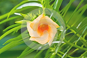 Close up orange flower(Trumpet Flower, Yellow Campanilla, Yellow