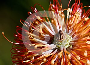 Close up of the orange flowers of an inflorescence of the Australian native Heath Banksia, Banksia ericifolia, family Proteaceae