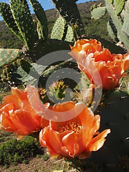 Close up of the orange flowers and thorny green leaves of the prickly pear or pear cactus - Opuntia - against a blue and white sky
