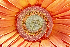 Close up from a orange gerbera flower