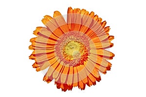 Close up from a orange gerbera flower
