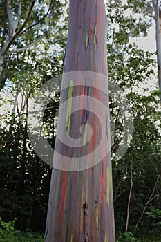 Close up of the orange, green and brown striped bark of the trunk of a Rainbow Eucalyptus tree in Keahu Arboretum in Kauai