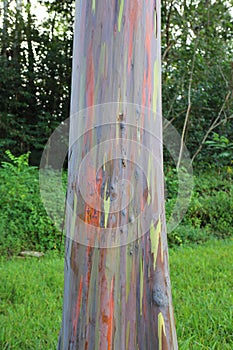 Close up of the orange, green and brown striped bark of the trunk of a Rainbow Eucalyptus tree in Keahu Arboretum in Kauai, Hawaii