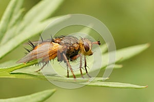 Close up on an orange hairy Tachinid fly, Tachina fera sitting on a green leaf