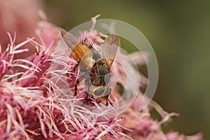 Close up on an orange hairy Tachinid fly, Tachina fera sitting on a pink Eupatorium flower