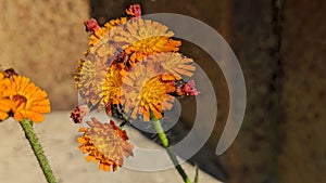 Close-up of Orange Hawkweed with copy space, also called Hieracium aurantiacum or hawkweed