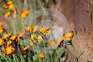 Close up of Orange Hawkweed with copy space, also called Hieracium aurantiacum or hawkweed