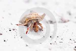 Close-up of orange hermit crab