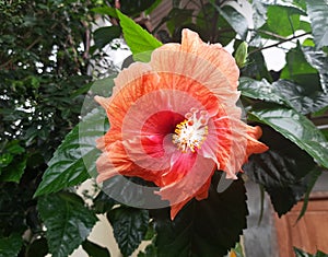 Close up Orange hibiscus flower in the garden. orange colored Hibiscus exotic tropical flower