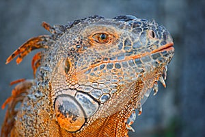 A close-up of an orange iguana