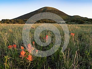 Close Up of Orange Indian Paintbrush Flowers with Capulin Volcano in the Background photo
