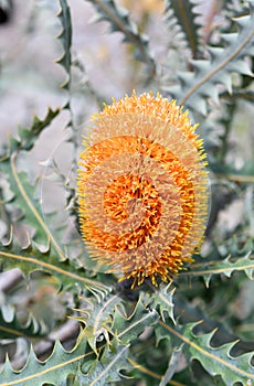 Close up of the orange inflorescence and grey green leaves of the Acorn Banksia, Banksia prionotes, family Proteaceae. Native to w