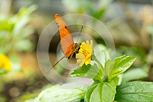 Close up of an orange Julia butterfly or Julia heliconian or the flame, or flambeau Dryas iulia