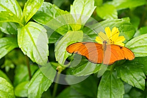 Close up of an orange Julia butterfly or Julia heliconian or the flame, or flambeau Dryas iulia