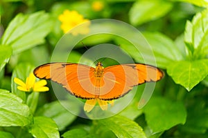 Close up of an orange Julia butterfly or Julia heliconian or the flame, or flambeau Dryas iulia