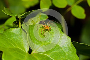 Close up orange jumper spider on the green leaf