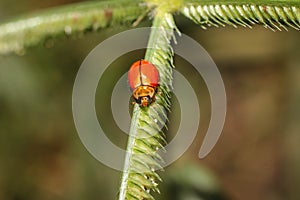 Close up orange ladybug beetle or ladybird on grass leaf in natural habitat