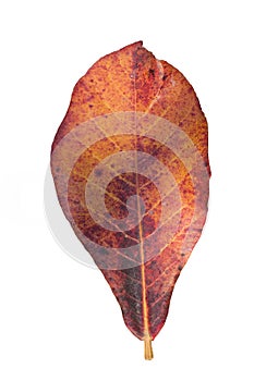 Close up orange leaf Terminalia catappa on white background.