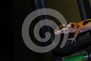 close up of orange leopard gecko