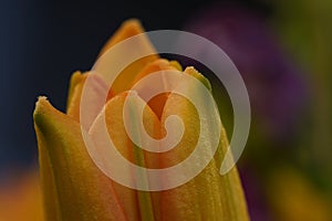 Close-up of orange Lilly