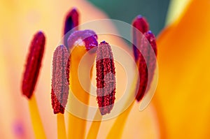 Close-up of a orange lily