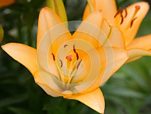 Close-up orange lily in the summer garden