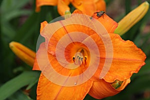 Close up of an orange Mauna Loa Daylily with a Japanese Beetle on its petal