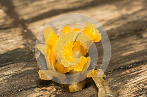 Close-up Orange mushroom (Dacryopinax spathularia)