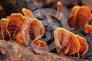 Close up of orange mushroom Stereum Ostrea grown on wood log. photo