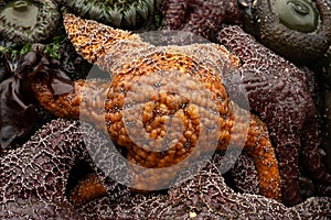 Close Up Of Orange Ochre Sea Star At Low Tide