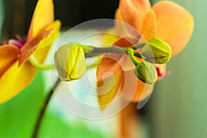 Close-up of orange orchid bud